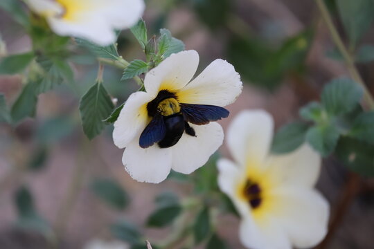 Black bee collecting nectar from a flower