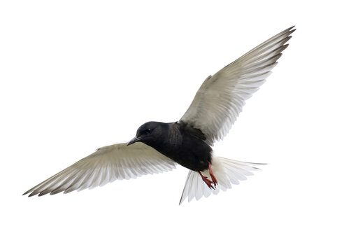 Black tern bird with white underwings flying in mid air isolated PNG