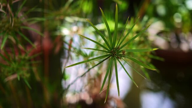 Delicate papyrus plant growing over a calm pond in a park