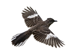 Fototapeta premium Wild songbird in mid flight with outstretched wings displaying white accent feathers