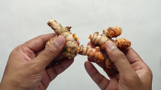 Hands breaking fresh turmeric root into pieces over white background closeup footage