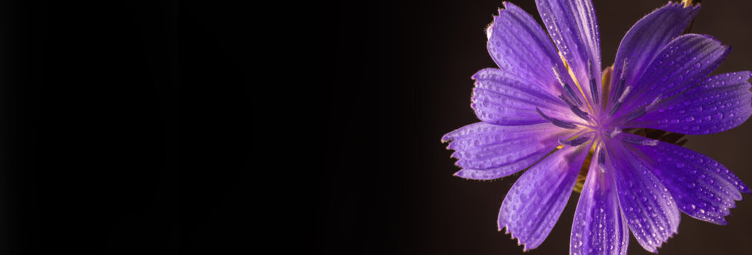 Vibrant purple chicory flower with dew drops on a dark background   