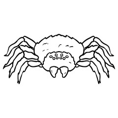 Fototapeta premium spider illustration hand drawn outline vector