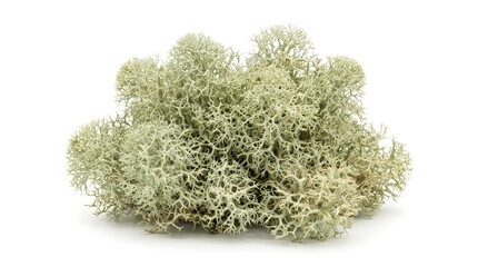 Natural preserved reindeer moss lichen clump isolated on white background