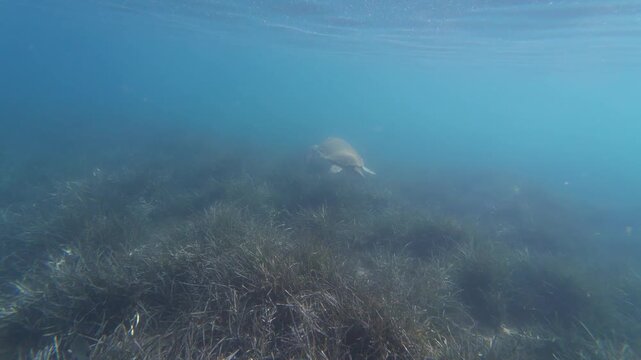 Loggerhead sea turtle (Caretta Caretta) swimming gracefully in clear blue sea water in Marmaris, Icmeler. Animal. 4k horizontal video. Caretta caretta on T&uuml;rkiye's coasts. 