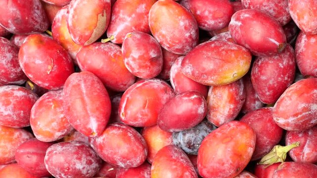 Fresh red plums background zoom out motion cinematic food footage of ripe organic summer harvest fruits in slow movement