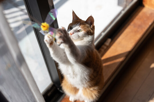茶トラ白」の写真素材 | 10,449件の無料イラスト画像 | Adobe Stock