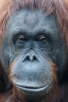 Close-up of an orangutan's face