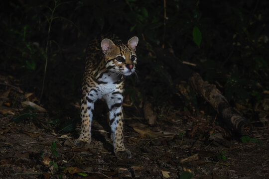 Ocelot - Leopardus pardalis, medium-sized spotted wild cat native to tropical forests of Americas, Pantanal, Brazil.