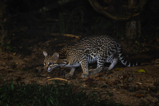 Ocelot - Leopardus pardalis, medium-sized spotted wild cat native to tropical forests of Americas, Pantanal, Brazil.