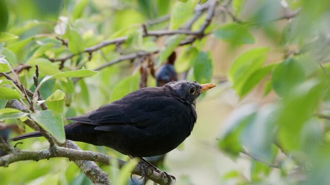 A young male blackbird molting in late summer, searching for food in a plum tree. Native 8K footage shot in N-Log.