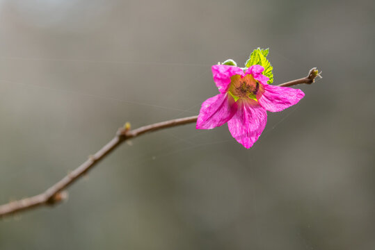 Bee Collecting Nectar on Pink Wildflower in Blooming Spring Garden Closeup