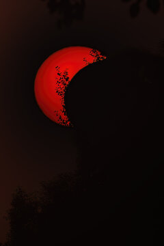 A solar eclipse outdoors with a tree.