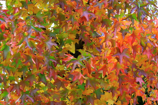 Autumn background. Beautiful autumn leaves of Liquidambar styraciflua American sweetgum close up, background