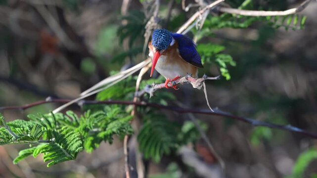 Malachite kingfisher perched on branch looking for food over waterways of Okavango Delta