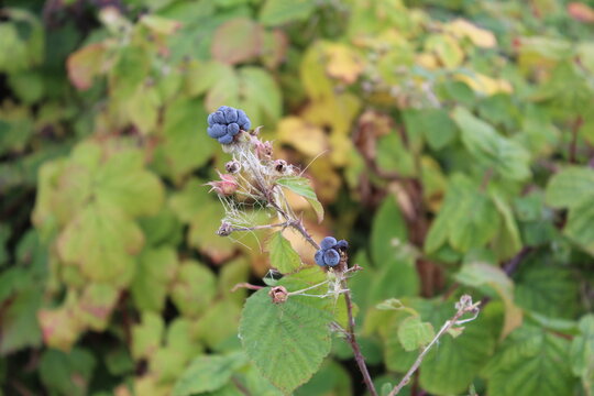 European Dewberry Rubus caesius Berries with White Bloom.

