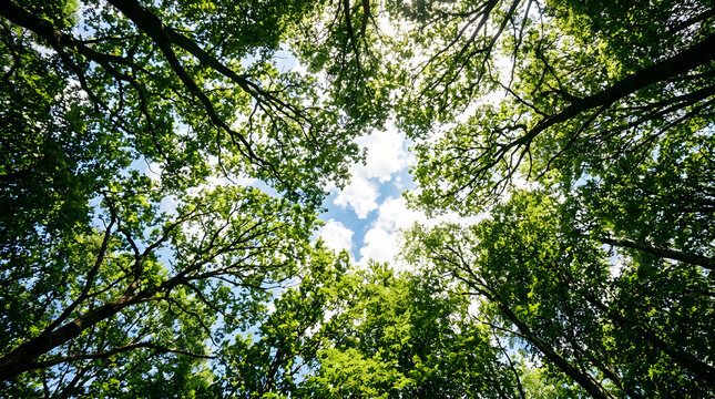 Low angle view looking up into a dense canopy of green oak trees against a cloudy sky