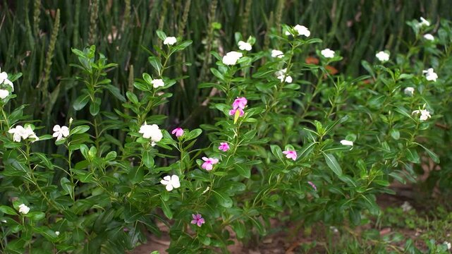 Periwinkle flowers blooming in a morning park in New Delhi India