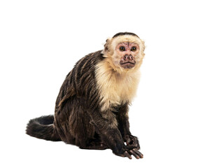 Capuchin monkey sitting and looking forward on black solated on transparent background © PNG Studio 99