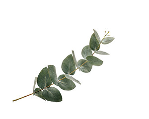 Eucalyptus branch with round green-gray leaves on black solated on transparent background © PNG Studio 99
