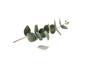 Eucalyptus branch with round green leaves and small buds on solated on transparent background © PNG Studio 99