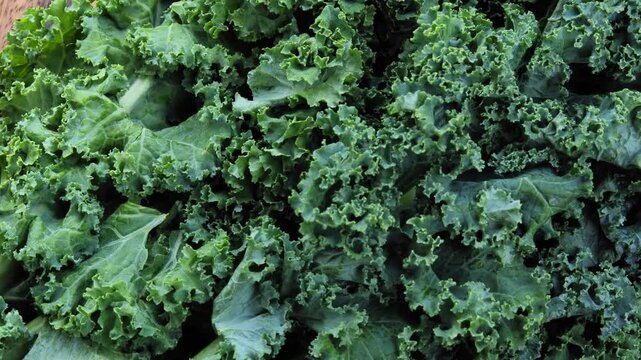 Fresh Kale Leaves in Natural Light	
