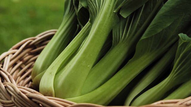 Fresh Bok Choy or Pak Choi(Chinese cabbage) in bamboo basket	