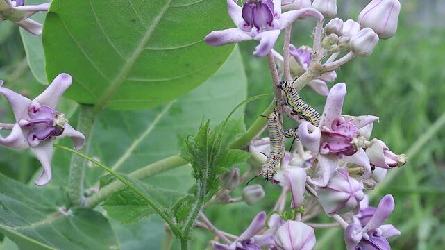 A beautifully patterned caterpillar is crawling over a purple crown flower, focus selective