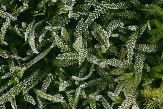 grass covered in frost. Stock Photo background