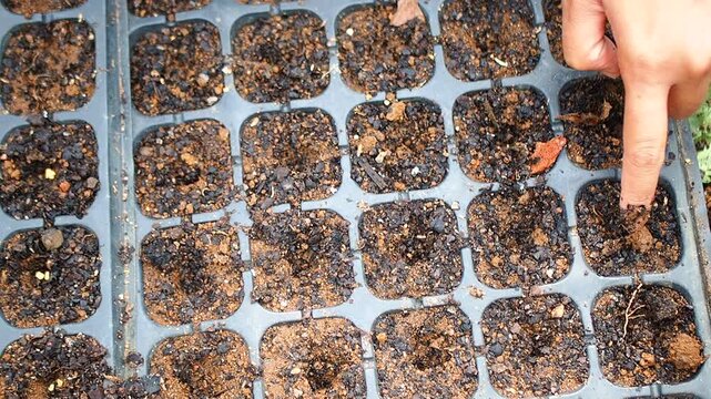 Close-up of a hand making holes in soil in a seedling tray for planting seeds