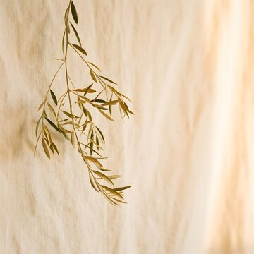 Dried oat stalks hanging against a soft neutral colored wall with sunlight