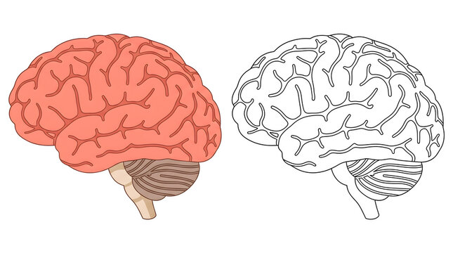 human brain side view illustration with a detailed pink colored cerebral cortex and a black outline drawing of the brain on an isolated white background for medical science education and biology