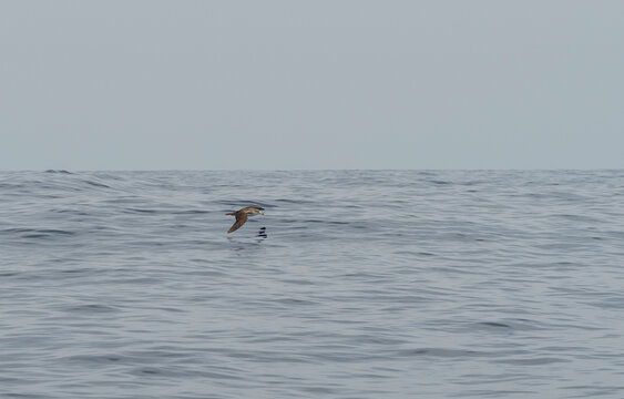 A Cory&rsquo;s shearwater, Calonectris borealis, glides low over the Atlantic Ocean off the coast of Tenerife, showcasing its distinctive long wings and effortless flight above the open sea