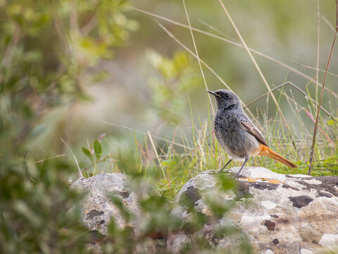 Male black redstart Phoenicurus ochruros perched on a rock. Small passerine bird standing on a stone with green grass background on a sunny day, wildlife photography.