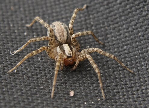 Wolf Spider From Front