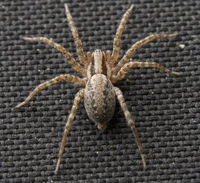 Wolf Spider From Rear