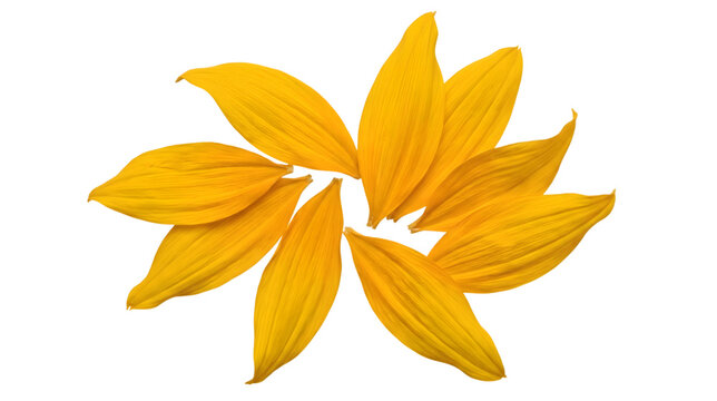 Set of yellow sunflower petals arranged in a circular pattern as clean cutout