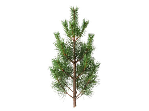 A small young evergreen pine tree isolated on a white background showing full branch structure with evergreen