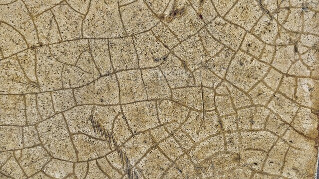 Closeup texture of cracked weathered beige surface with antique craquelure pattern and abstract rough vintage grunge detail