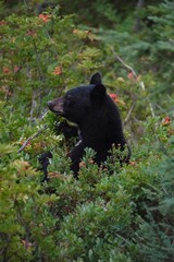 black bear cub © Demianovski