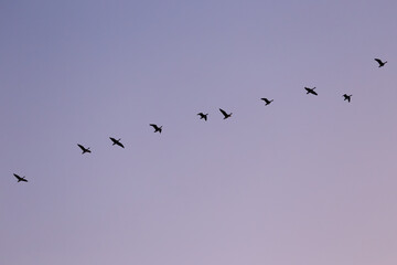 Fototapeta premium Greater white-fronted geese flying in formation during dusk migration.
