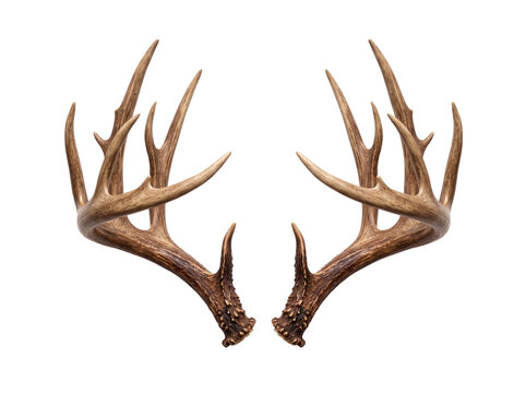 deer antlers isolated transparent background png cutout pair brown wildlife trophy hunting nature animal bone object rustic decor element