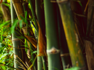 Fototapeta premium Green Bamboo Stalks and Leaves Against Vivid Yellow-Green Bokeh