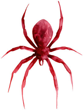Water color illustration of Spider for Halloween on transparent background