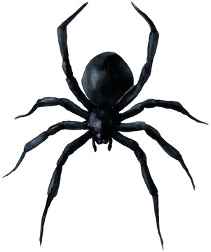 Water color illustration of Spider for Halloween on transparent background