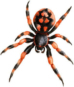 Water color illustration of Spider for Halloween on transparent background