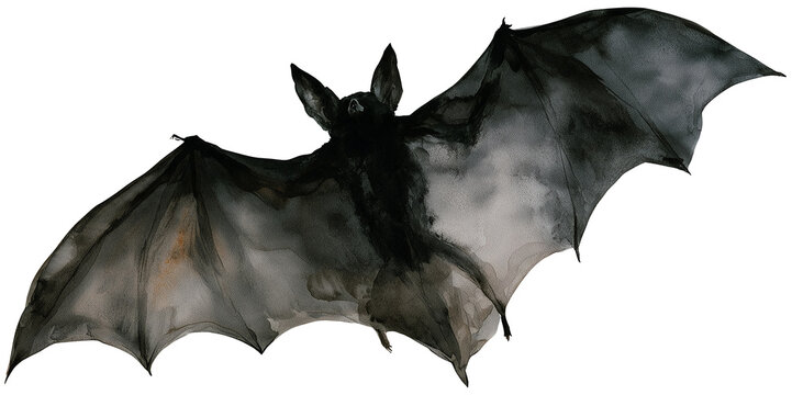 Water color illustration of Spider for Halloween on transparent background