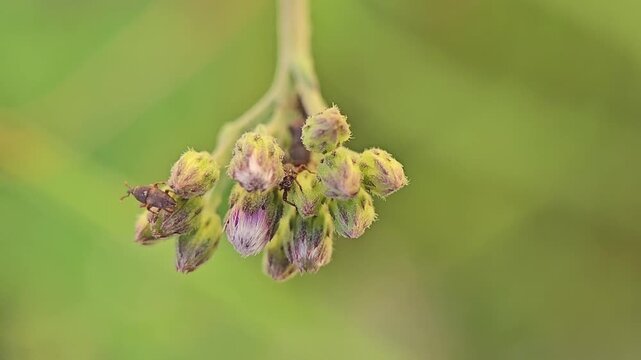 Tiny brown weevil insect crawling on wild flower buds in slow motion video nature clip