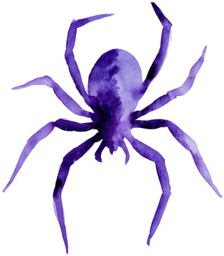 Water color illustration of Spider for Halloween on transparent background
