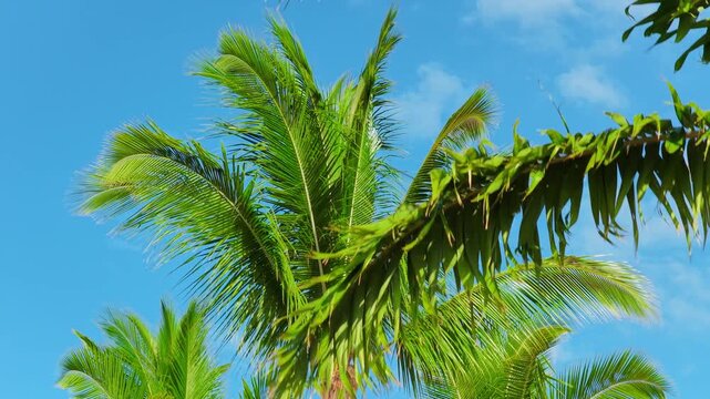 Lush green coconut palm crowns sway in warm trade winds against vivid blue sky on Big Island Hawaii with turquoise ocean and tropical resort greenery visible behind the swaying fronds.